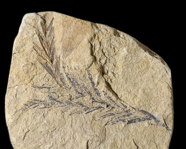 Taxodium dubium (STERNBERG 1823) - Bild © FossNet FossilienStore